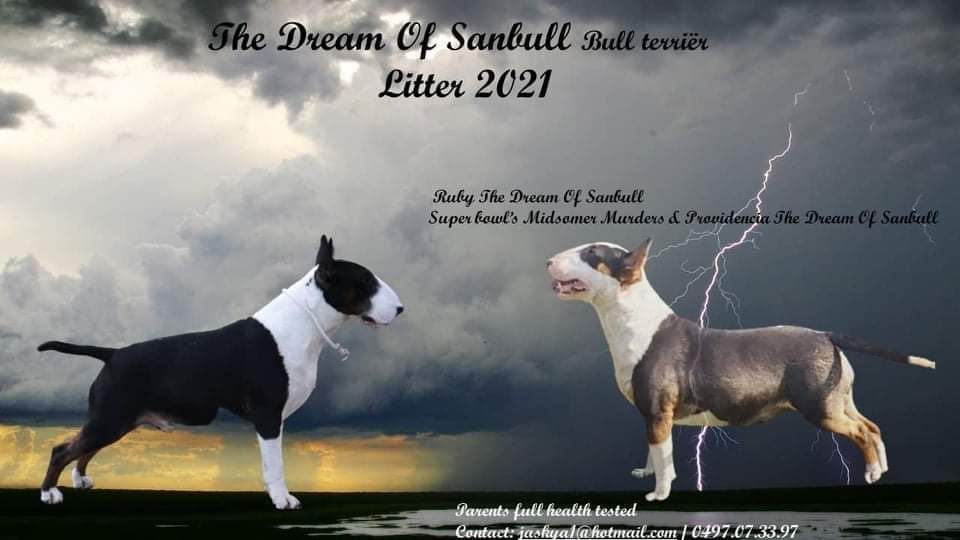 The Dream Of Sanbull - Chiots attendus mi novembre 